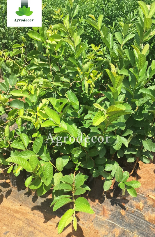 Guava