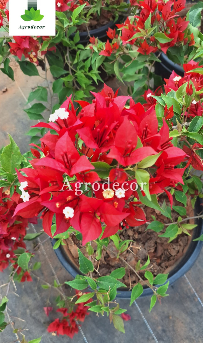 Flame red bougainvillea