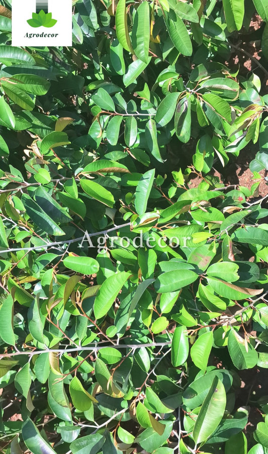 Rubber plant