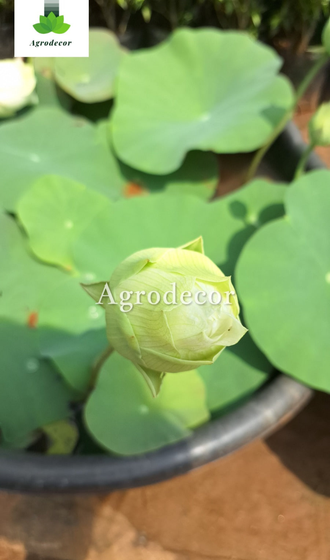 Lotus Or Nelumbo nucifera
