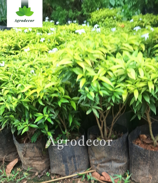 Jasmine plant( nanjgyarvattom)