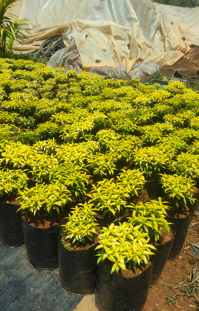 Golden dewdrop or duranta