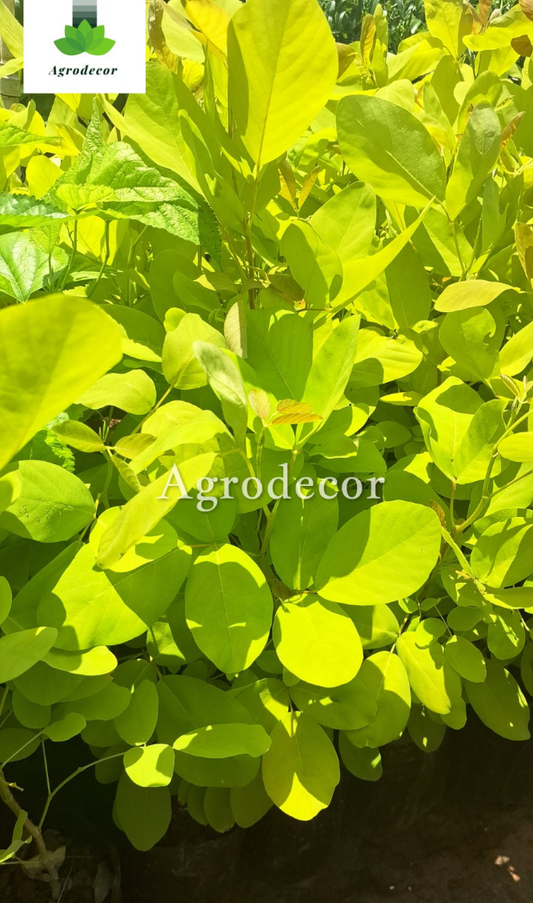 Desmodium