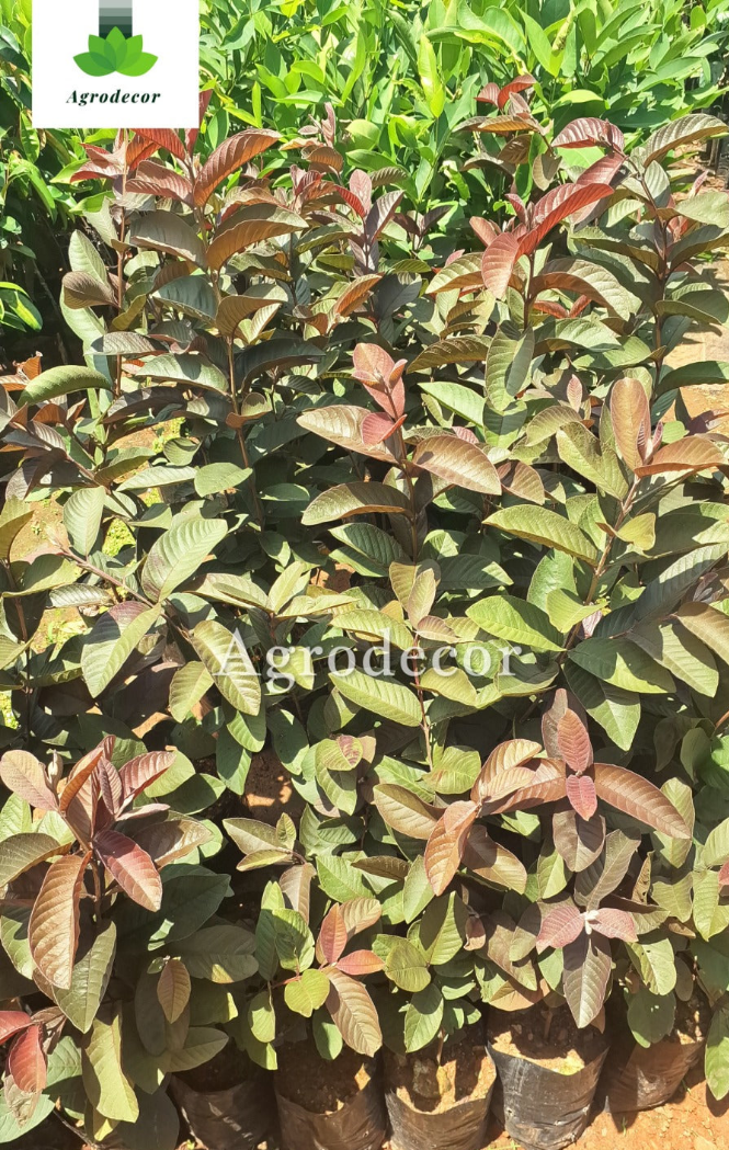 Red malaysian guava