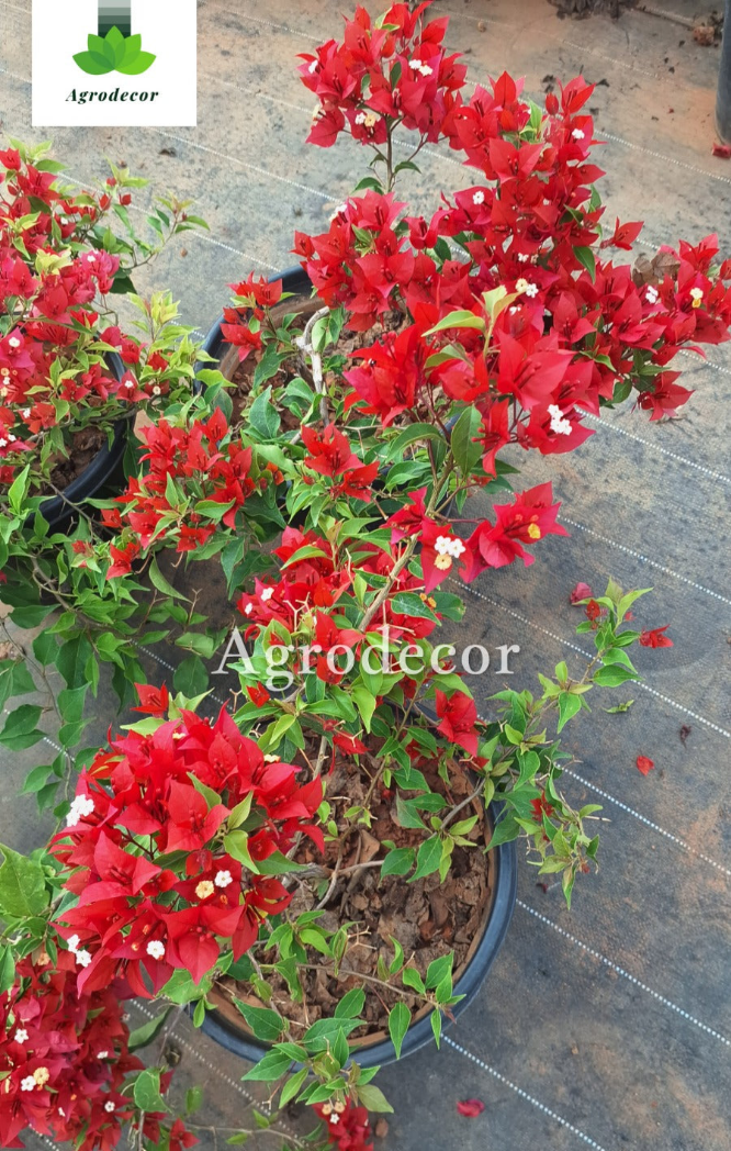 Flame red bougainvillea