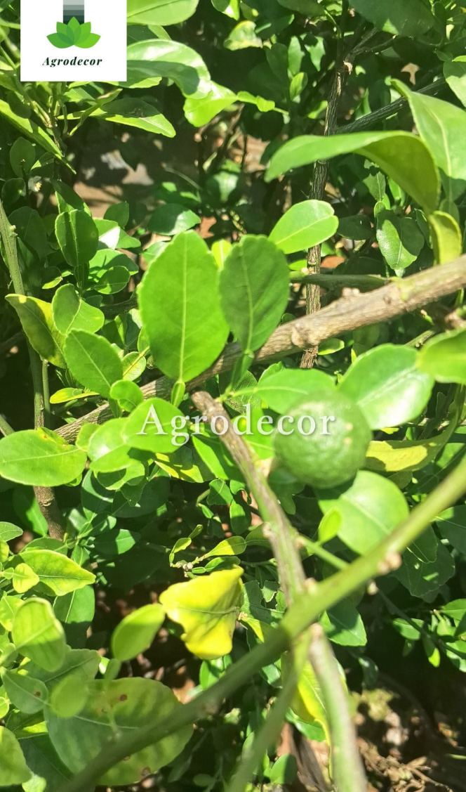 Kaffir lime