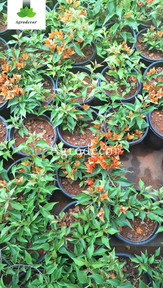 Bougainville
