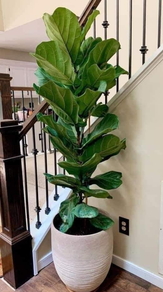 Fiddle leaf figs
