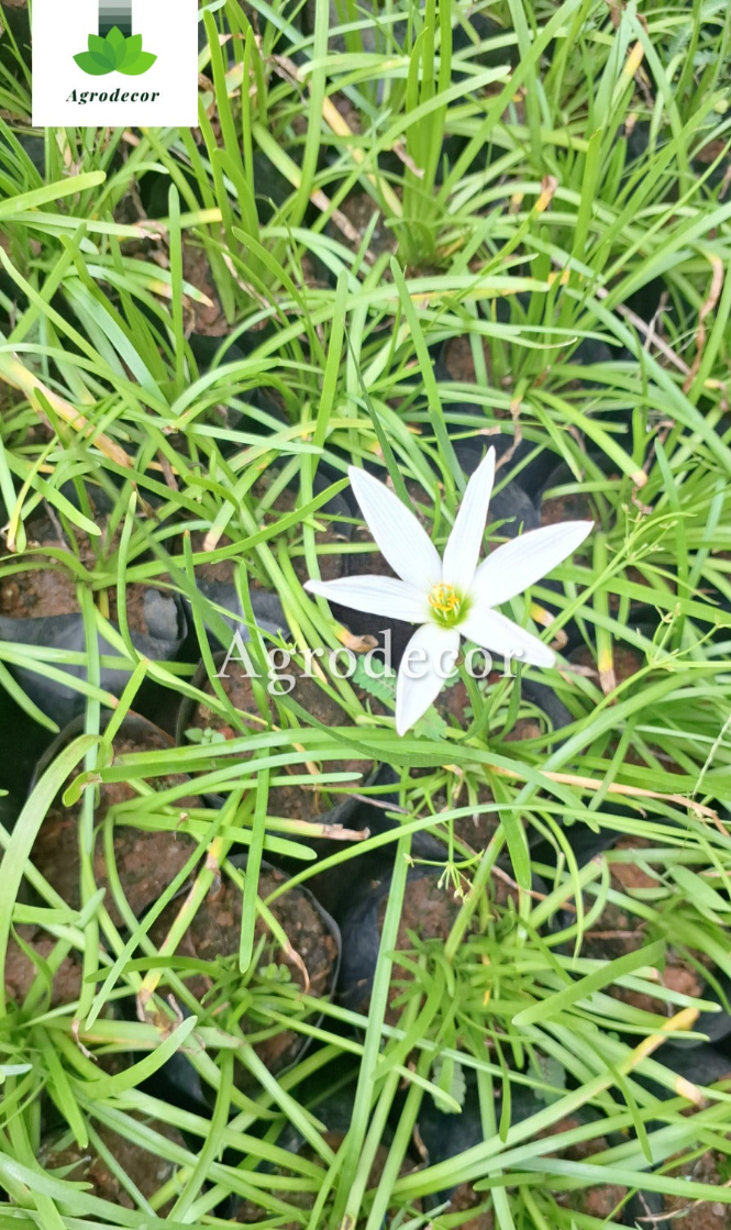Autumn zephyr lily