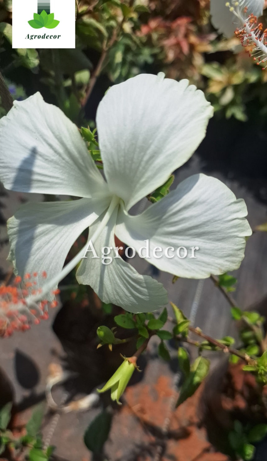 White Hibiscus