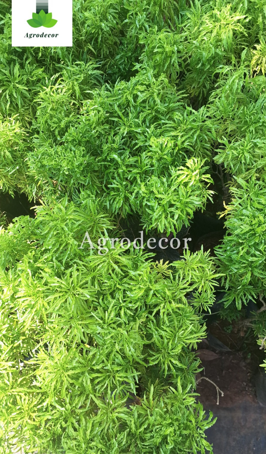 Euodia or bee bee tree