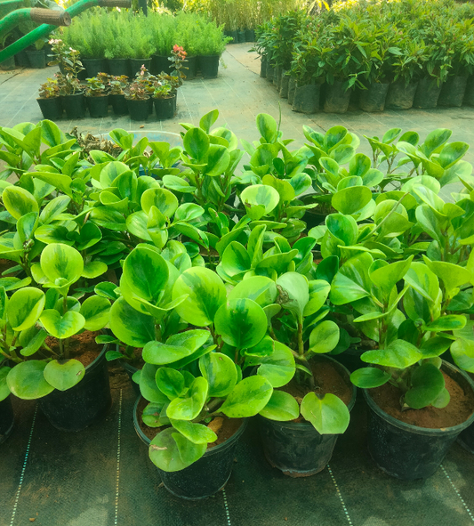 Baby rubber plant