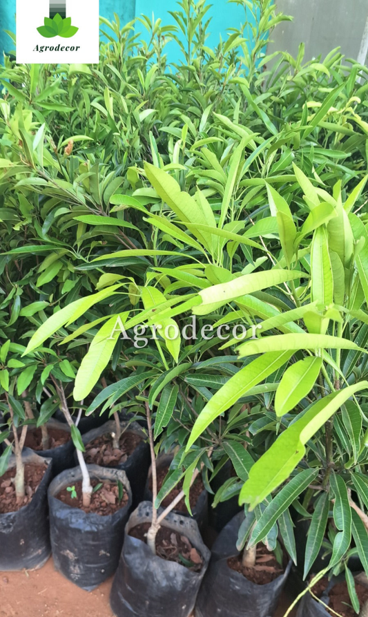 Mango tree