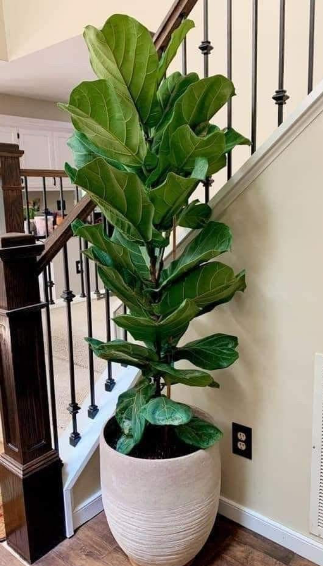 Fiddleleaf fig with pot