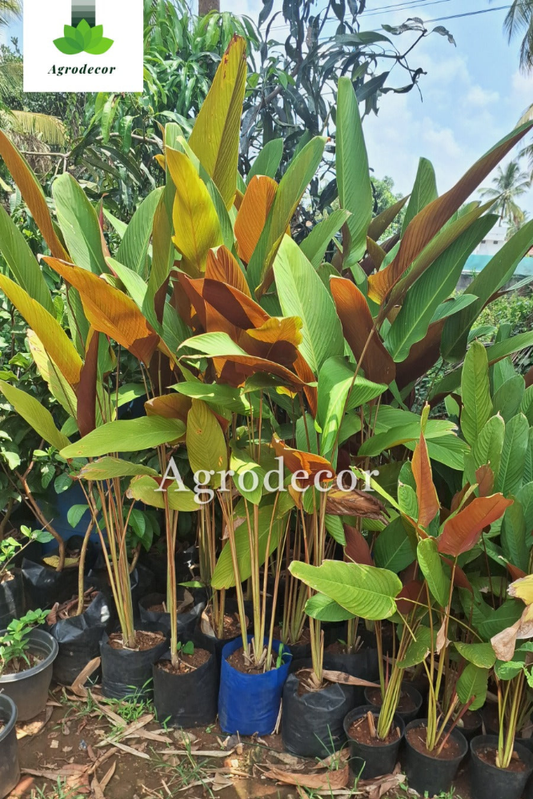 Wheat calathea