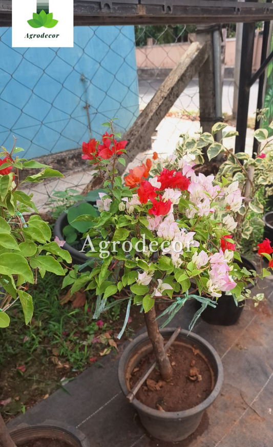 Bougainville multicolour