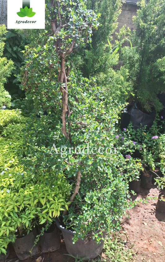 Fukien tea tree