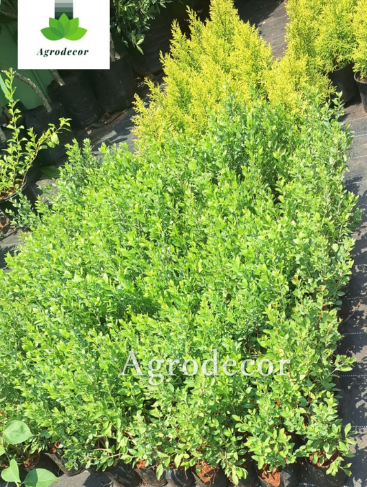 Thai grafted apple ber plant