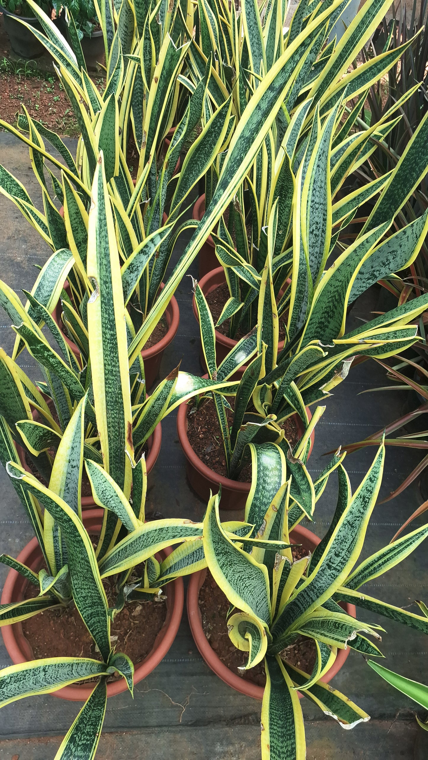 (Whale Fin)or snake plant
