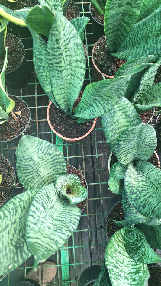(Whale Fin)or snake plant