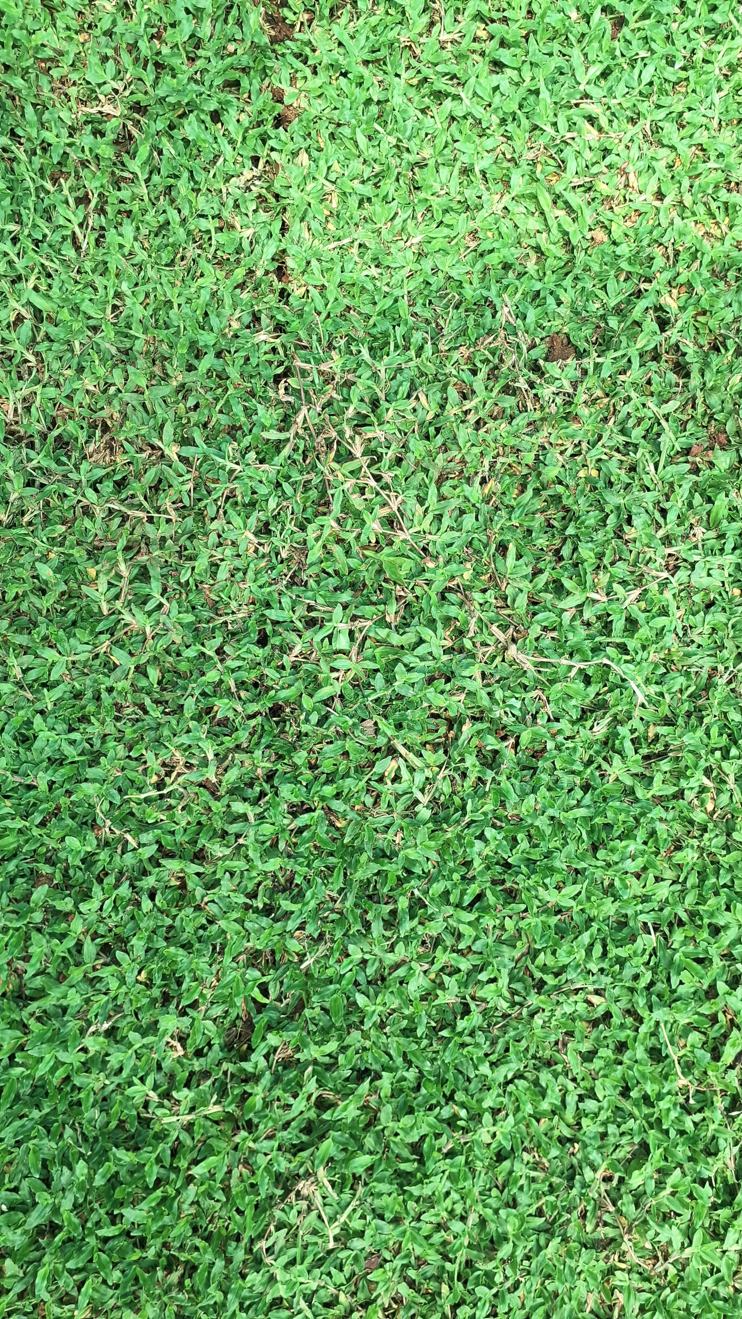 Pearl grass 14rs per square feet