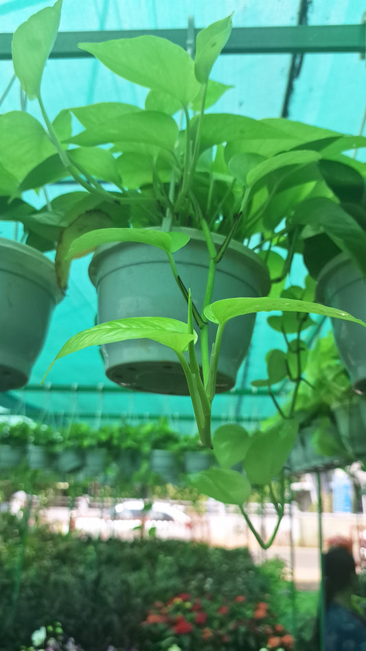 Money plant