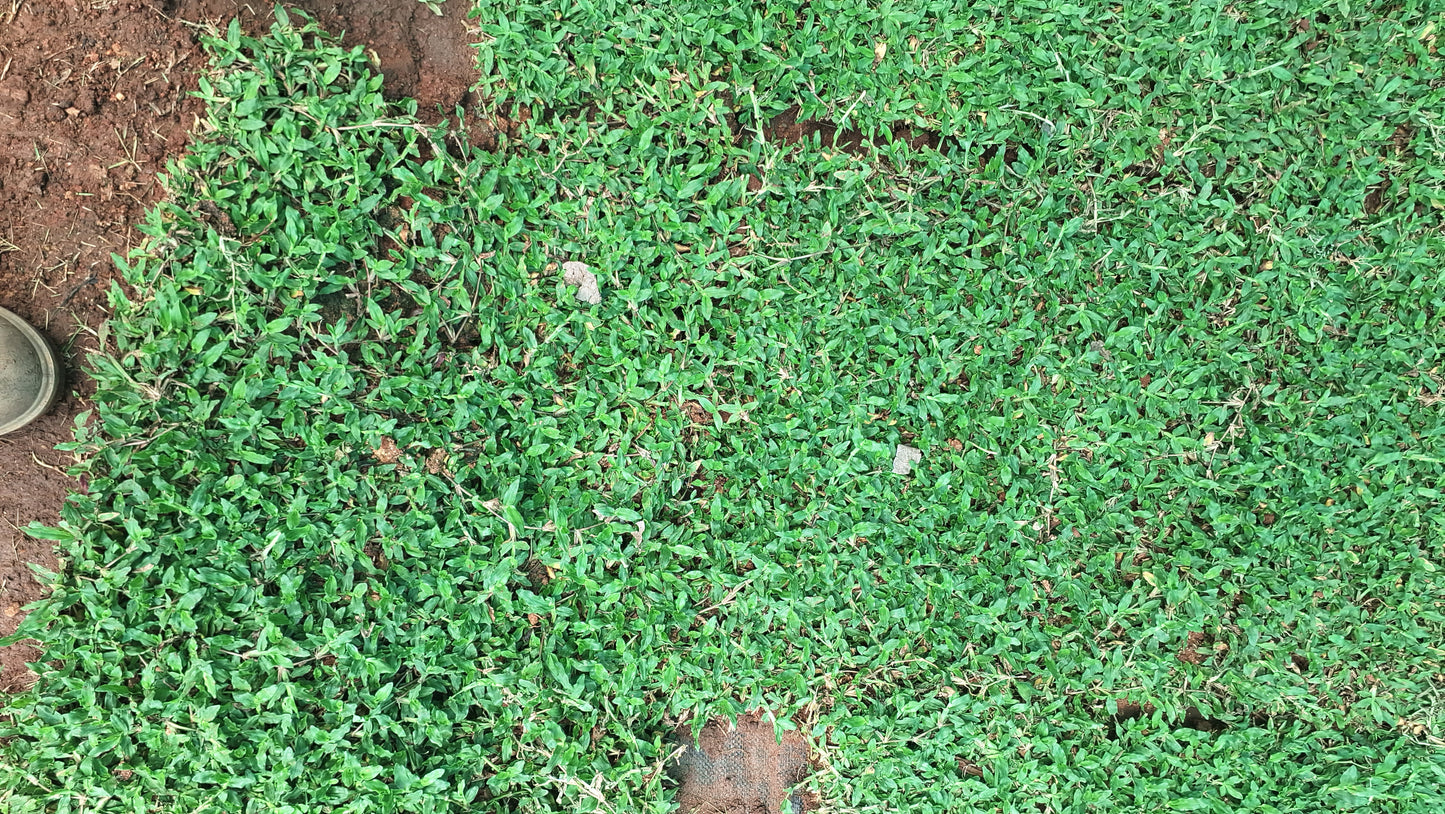 Pearl grass 14rs per square feet