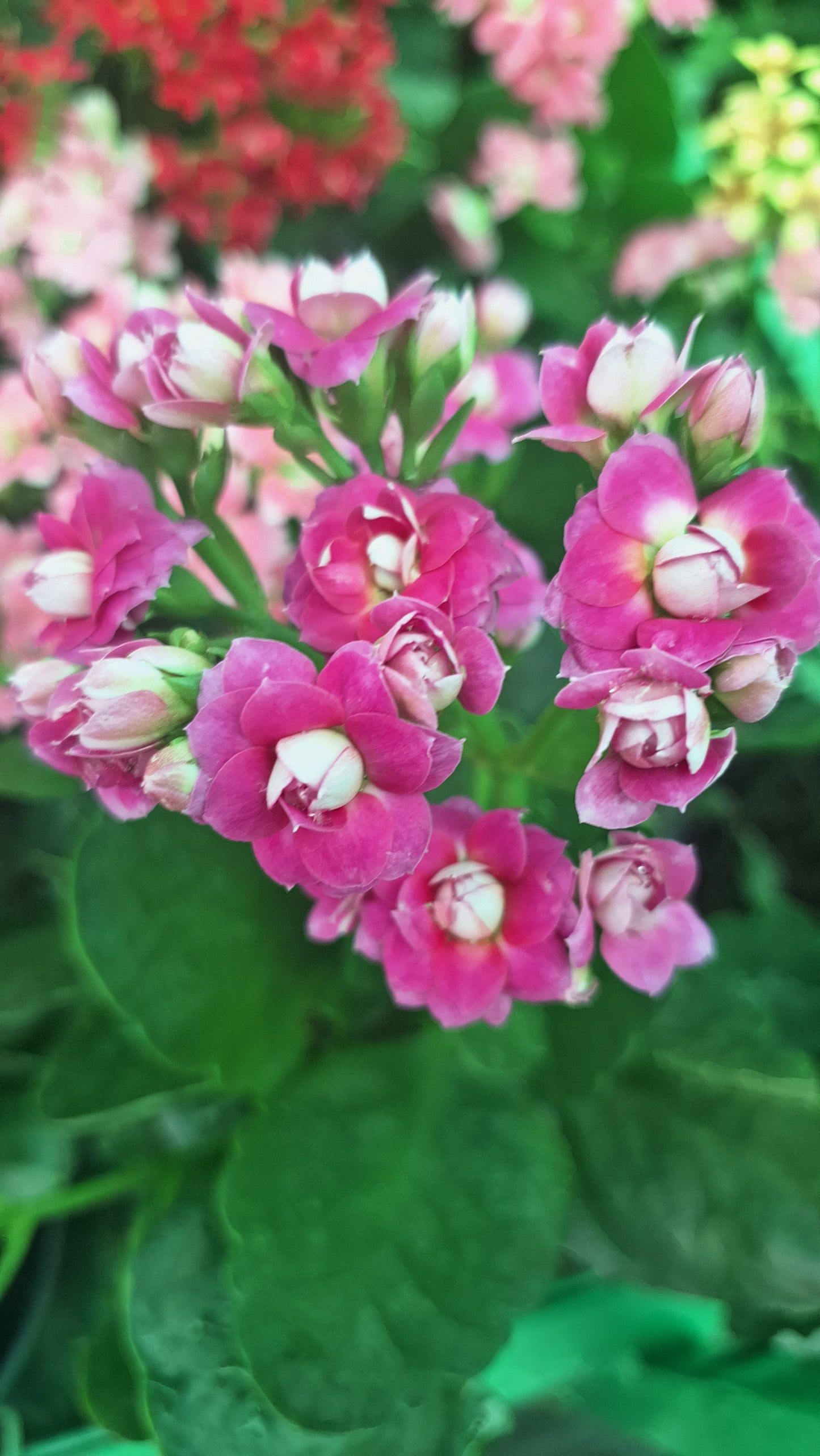 Kalanchoe