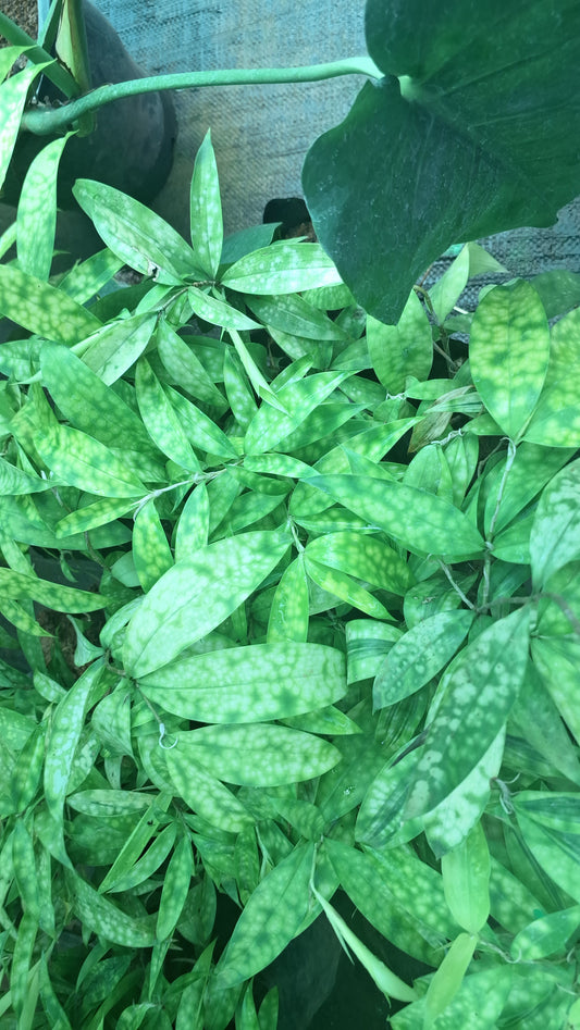 Dracaena