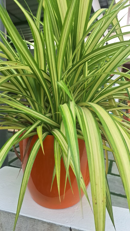 Spider plant