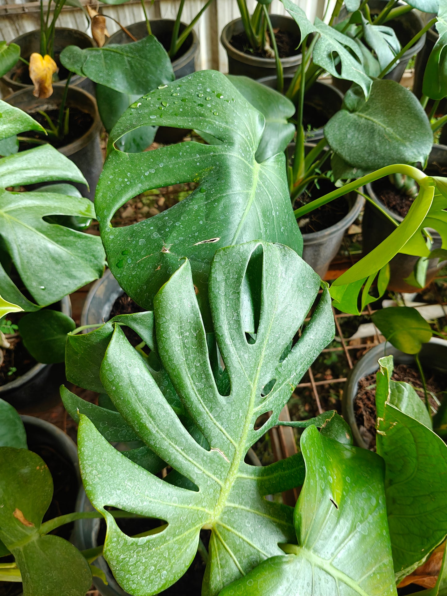 Monastera deliciosa