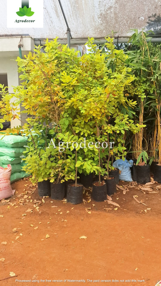 Desmodium