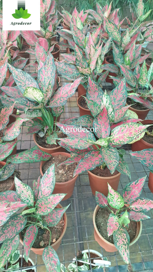Chinese evergreen