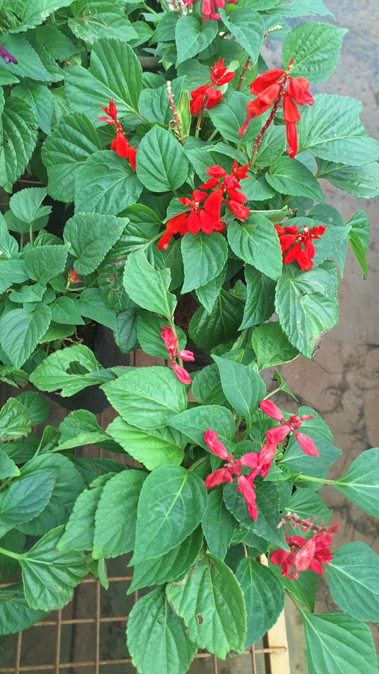 Red salvia or scarlet sage