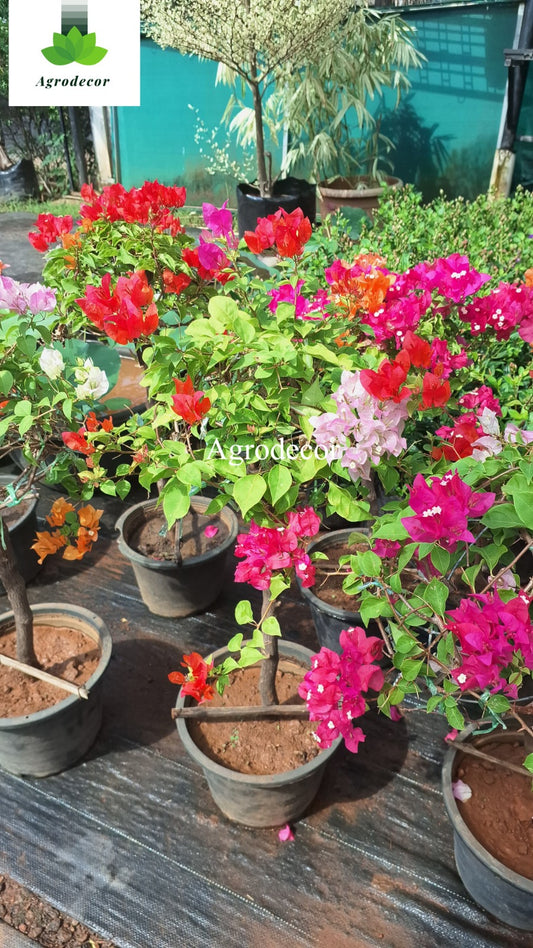 Bougainville