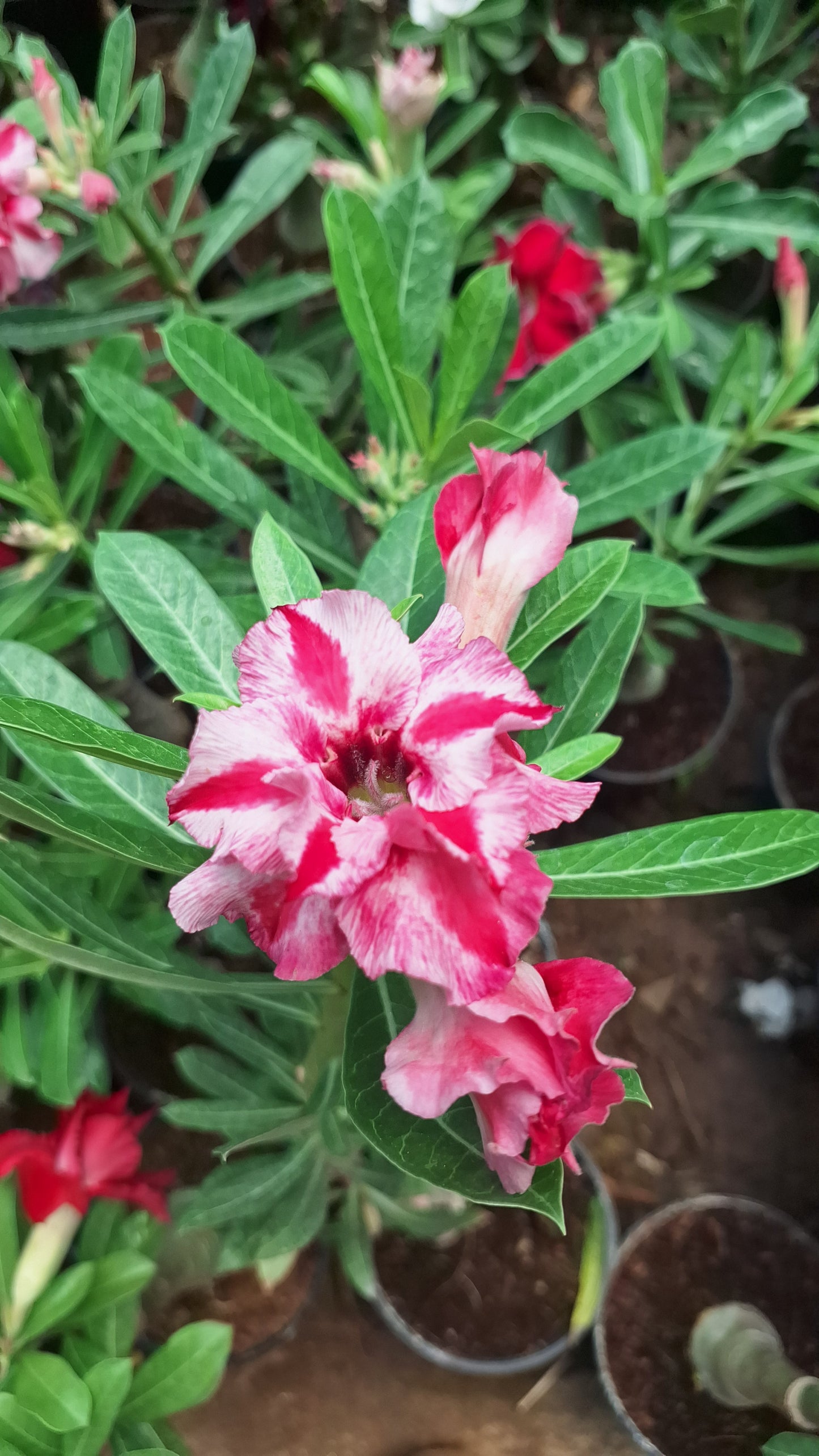 Pink and white Adenium