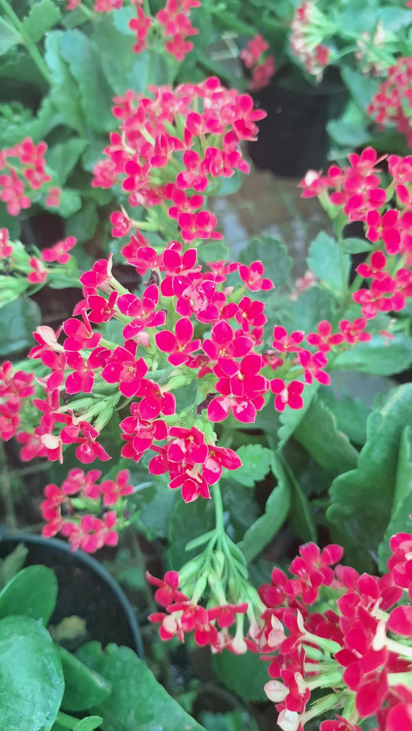 Kalanchoe