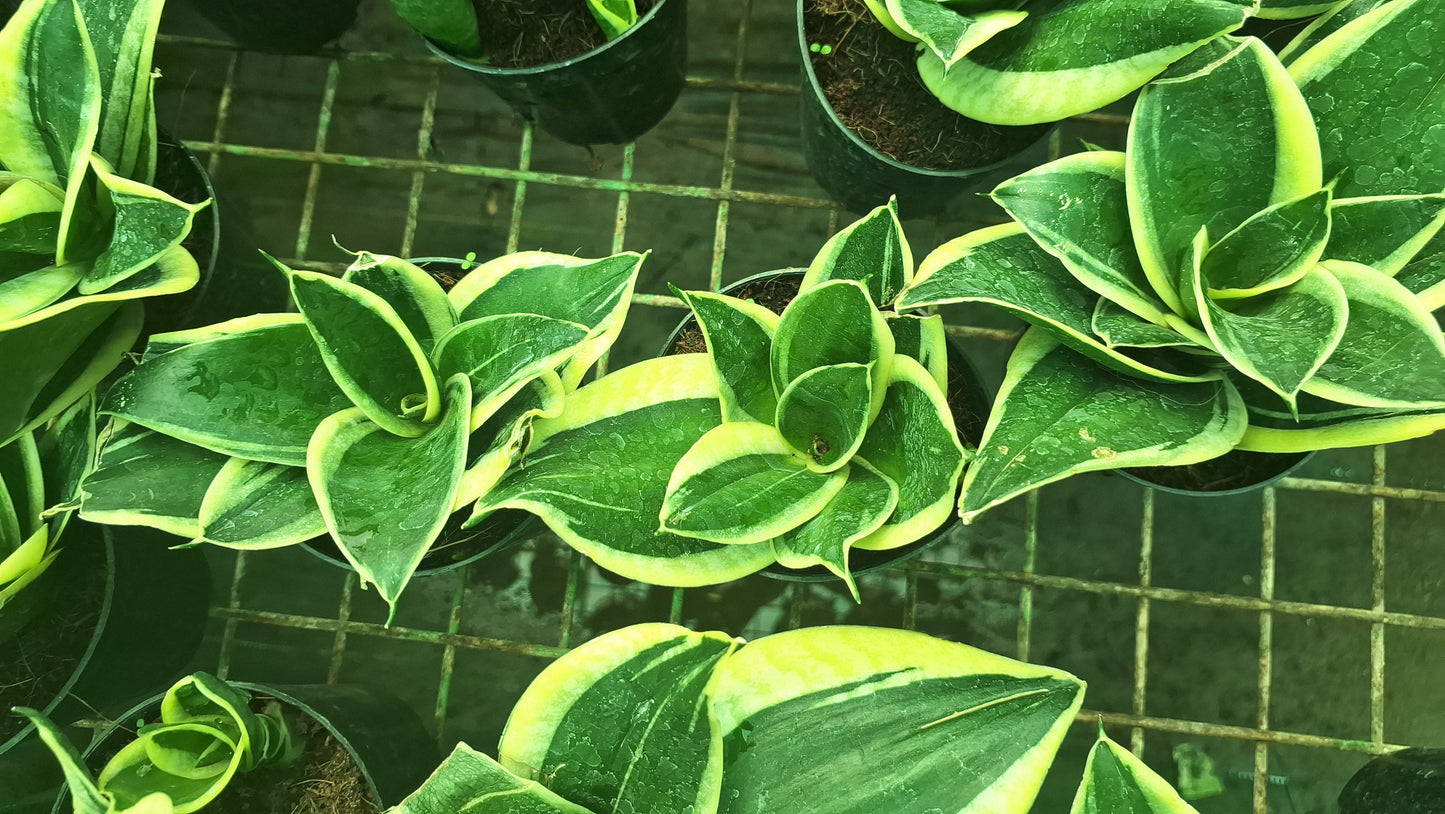 Golden Bird’s Nest Snake Plant