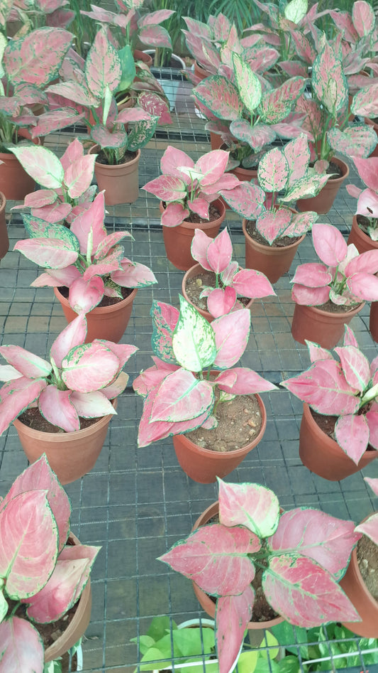 Aglaonema
