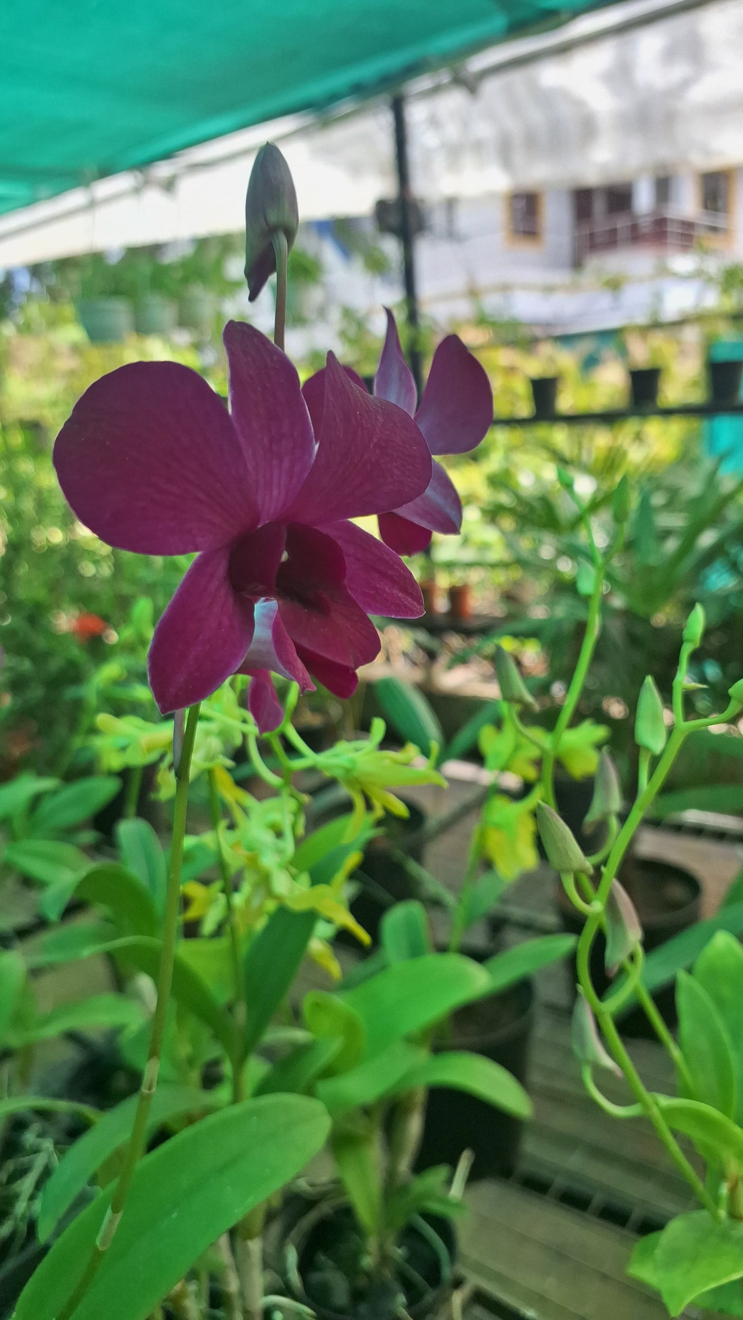 Orchid