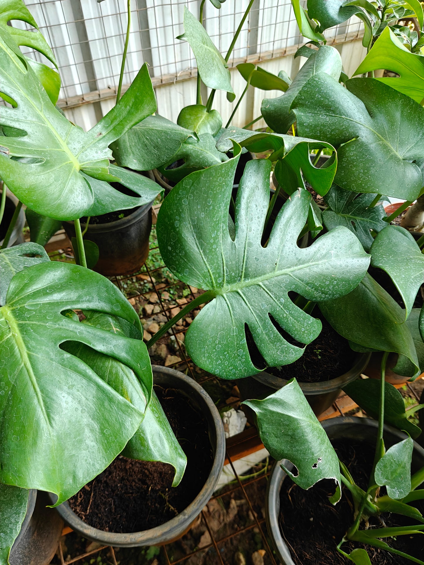 Monastera deliciosa