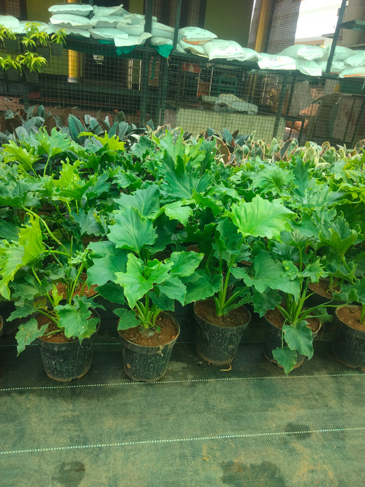 Lacy tree philodendron