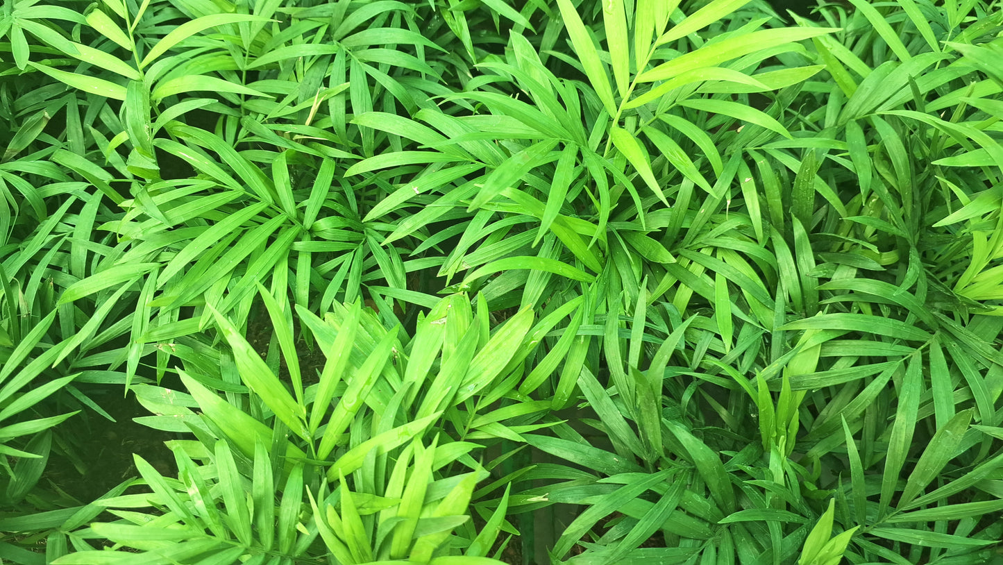 Parlor palm