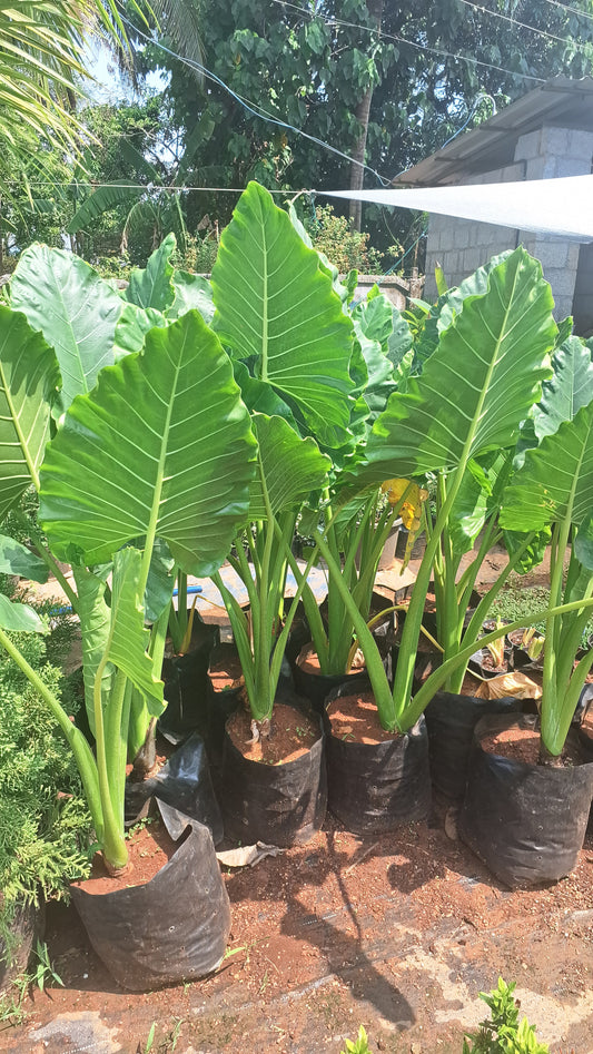 Alocasia macrorrhizes( elephant ear)