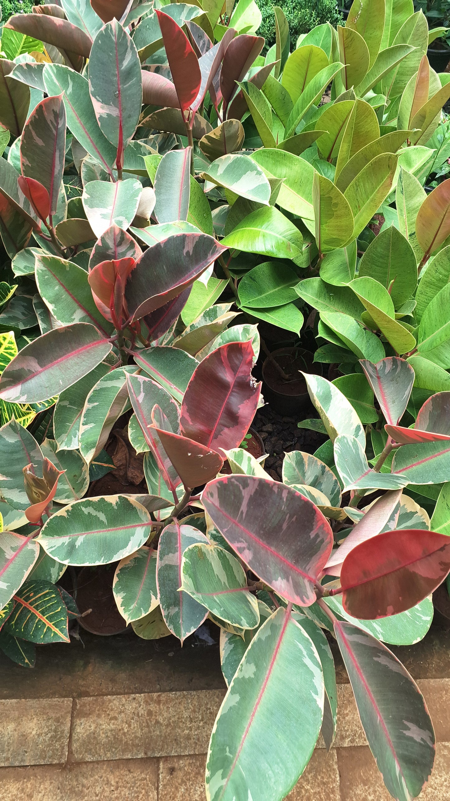 Rubber fig or Ficus elastica,