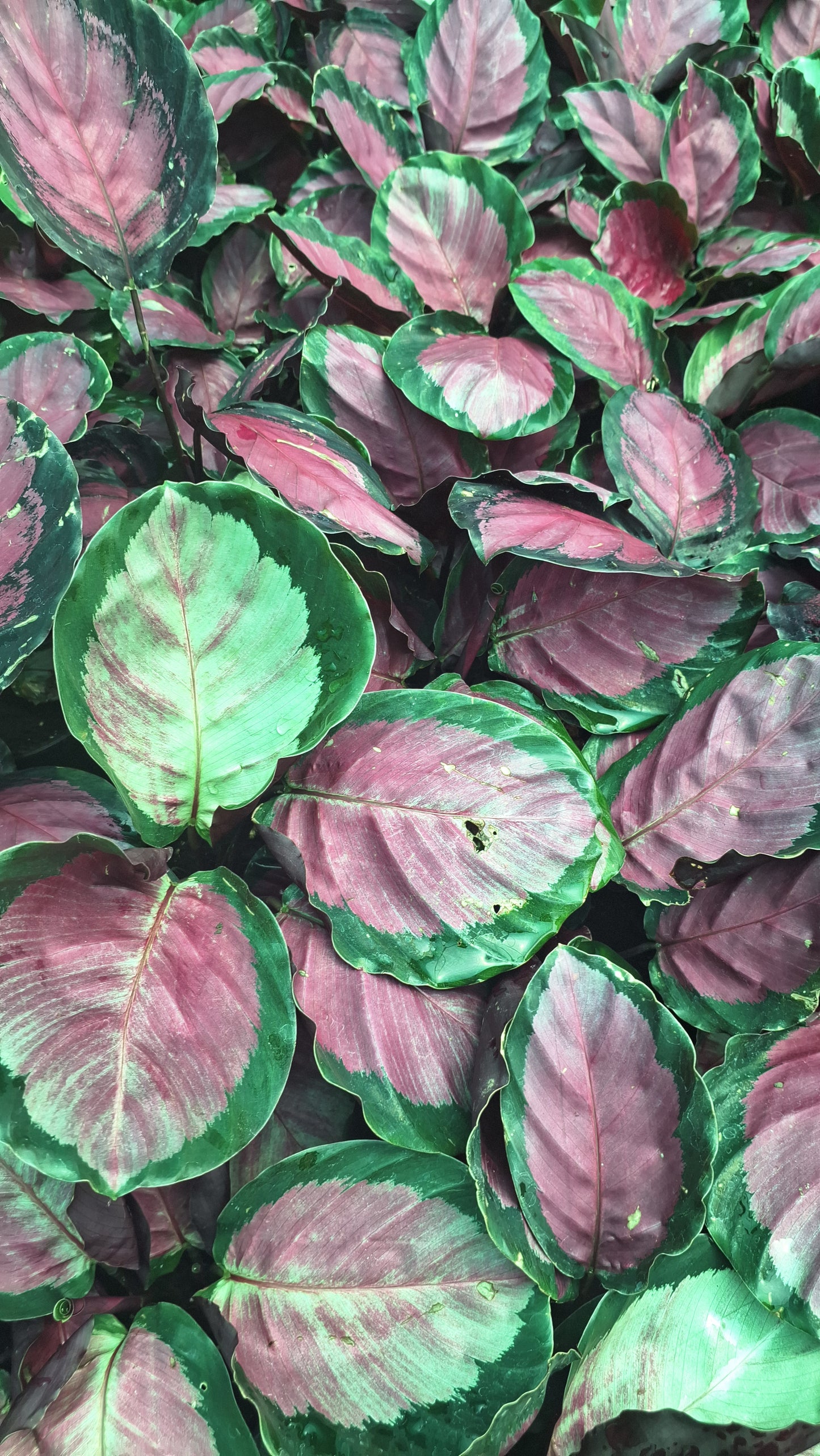 Calathea red or rose painted