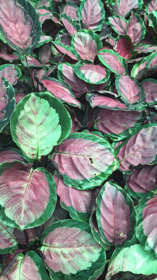 Calathea red or rose painted