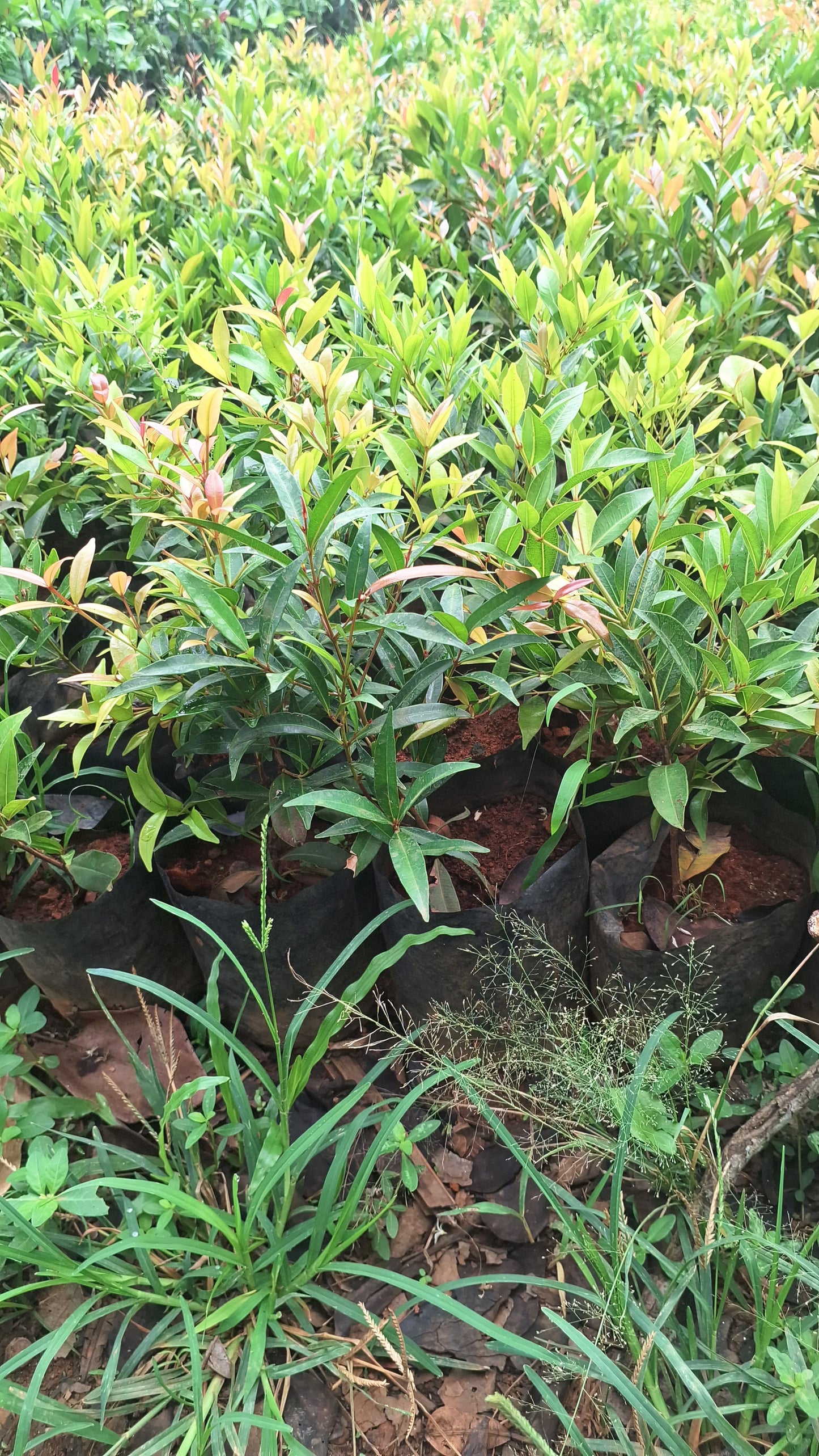 Bush cherry