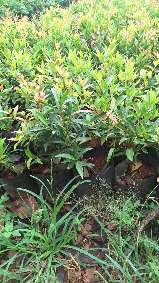 Bush cherry