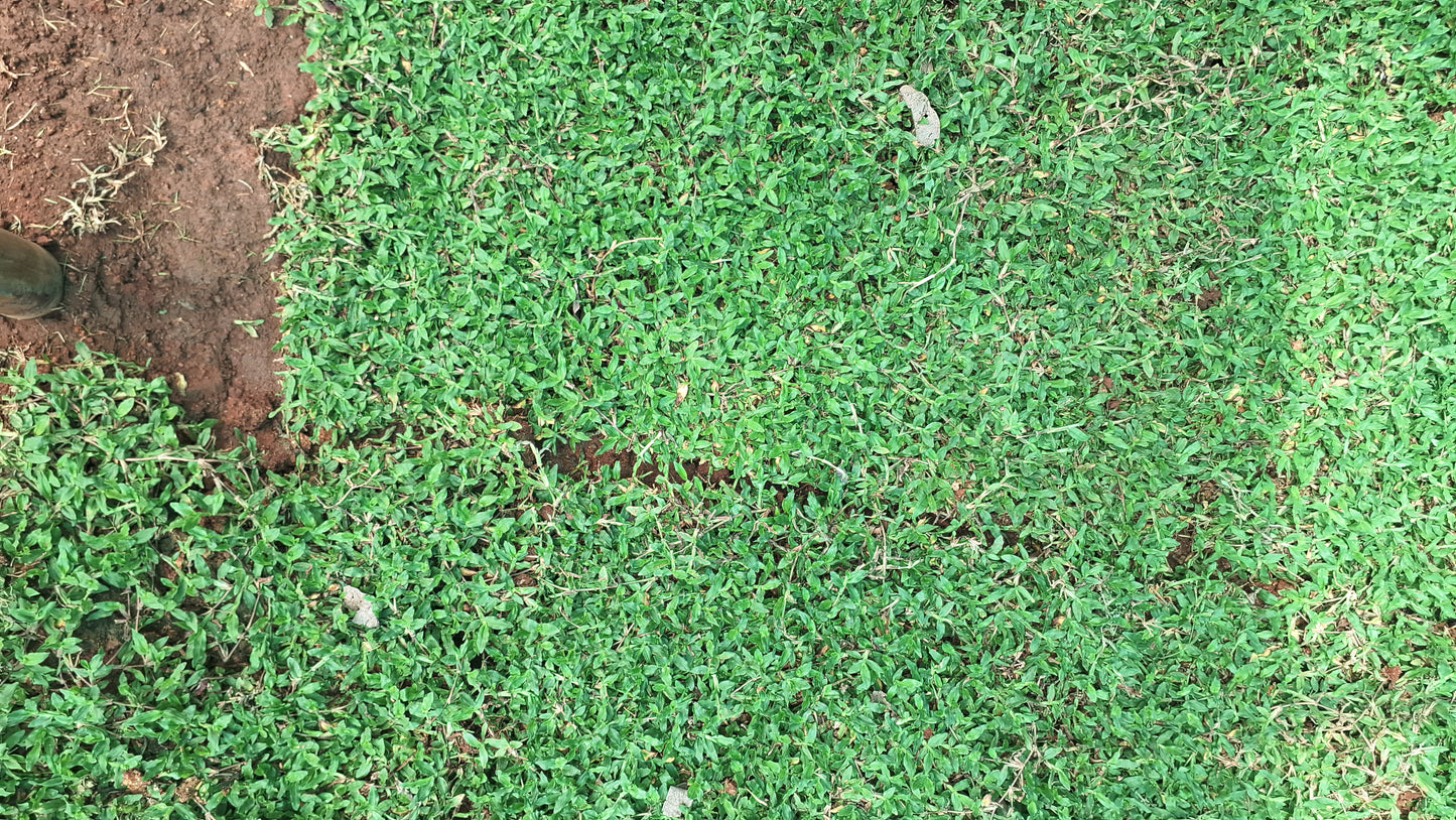 Pearl grass 14rs per square feet